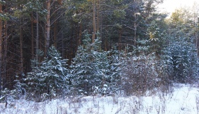 На Полтавщині займаються лісовідновленням і лісорозведенням
