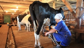 Полтавщина вийшла на перше місце з виробництва молока в Україні