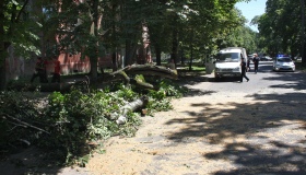 У Полтаві дерево, що впало на дорогу, перекрило рух вулицею Пушкіна. ФОТО
