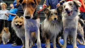 У Полтаві більше 50 порід зібрала виставка собак. ВІДЕО