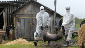Неподалік від Полтавщини зафіксовано африканську чуму свиней