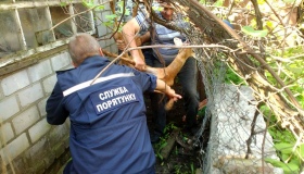 Рятувальникам на Полтавщині довелося витягати з металевої сітки косулю