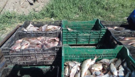 На Полтавщині незаконно скупили понад 250 кілограмів риби