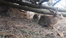 У дику природу Полтавщині випустили диких австралійських кроликів