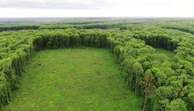 Лісівники розікрали деревини на 2,4 млн гривень