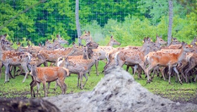У ліс під Полтавою випустили 150 оленів