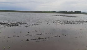 Надмірні опади пошкодили посіви на Полтавщині