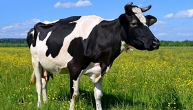 Полтавщина лідирує за кількістю поголів’я корів