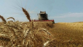 На Полтавщині підвищилася урожайність ранніх зернових