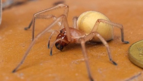 Полтавців попередили про поширення отруйного павука