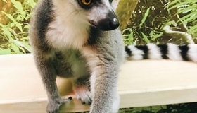 Контактний зоопарк хочуть відкрити у Полтаві