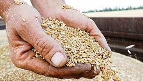 Полтавські аграрії намолотили два мільйони тонн зерна