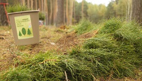 На Полтавщині висадили понад 50 гектарів нового лісу