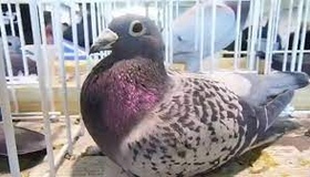 Миргородчан запрошують на виставку голубів