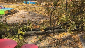 В Кременчуці на території дитсадка на виховательку та дітей впало дерево