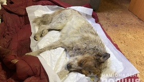 56-річного глобинця підозрюють у жорстокому поводженні з собакою