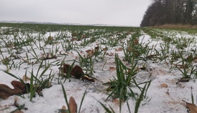На Полтавщині близько чверті посівів озимини уражені грибком