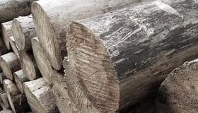 На Полтавщині вирубали дерев на триста тисяч