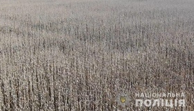 Під Кременчуком знешкодили триста гектарів посівів снотворного маку