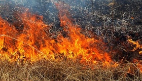 З початку березня поліція склала 85 адмінпротоколів за спалювання сухої рослинності