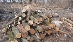На Полтавщині "лісоруб" знищив дерев на 60 тисяч