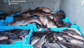 Поліція викрила нелегальне перевезення понад 1500 кг риби