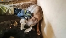 У Полтаві рятувальники витягли з колектора двох собак