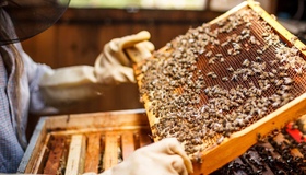 На Полтавщині від гербіцидів масово помирають бджоли