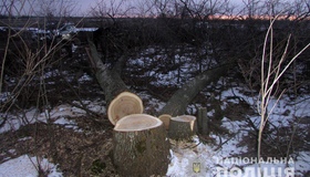Лісничого на Полтавщині підозрюють у незаконній вирубці дерев