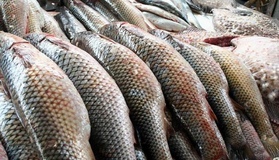 Рибні браконьєри на Полтавщині завдали шкоди на понад 20 мільйонів гриввень