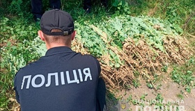 Поліція вилучила тисячу рослин снодійного маку