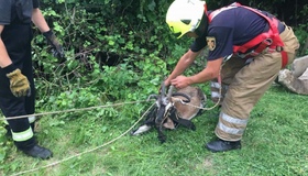 На Полтавщині козу витягли з 12-метрового колодязя