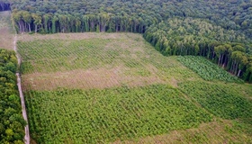 На Полтавщині чиновник незаконно дозволив розорати понад 15 гектарів лісу