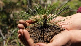 На Полтавщині висадили сто тисяч нових дерев