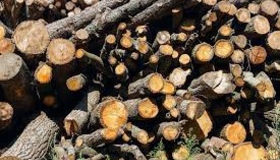 На будівництво захисних споруд лісівники Полтавщини заготовляють деревину