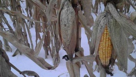На Полтавщині 20 тисяч га кукурудзи лишилися необмолоченими
