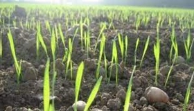 На Полтавщині засіяли першу тисячу гектарів ранніх зернових