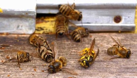 Пасічники області жаліються на мор бджіл