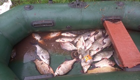 У період нересту виявили рибалку з уловом на понад 450 тисяч