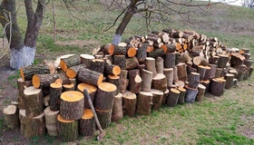 Поліція викрила незаконну порубку лісу на Миргородщині