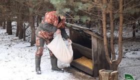 Лісівники Полтавщини підгодовують диких тварин