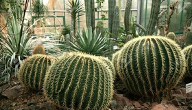 Ботанічний сад педуніверситету поповнила колекція рідкісних кактусів