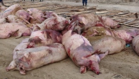На Полтавщині винищують свиней та споруджують пости через африканську чуму