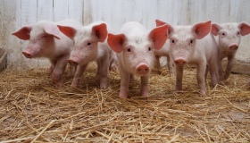 На Полтавщині третій спалах чуми свиней. До одного з сіл перекриті всі дороги