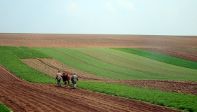 Голова ОДА визнав, що 90 відсотків "вільних" земель Полтавщини насправді обробляється