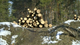 За вирубування дерев з уродженця Кременчуцького району можуть стягнути майже півмільйона гривень