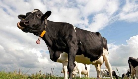 Полтавщина перебуває серед лідерів за кількістю українських корів і свиней