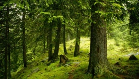 На Полтавщині посадили 250 га лісу