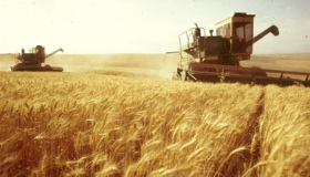 На Полтавщині намолотили перший мільйон тонн зерна