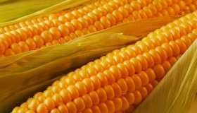 Аграрії Полтавщини приступили до збору кукурудзи